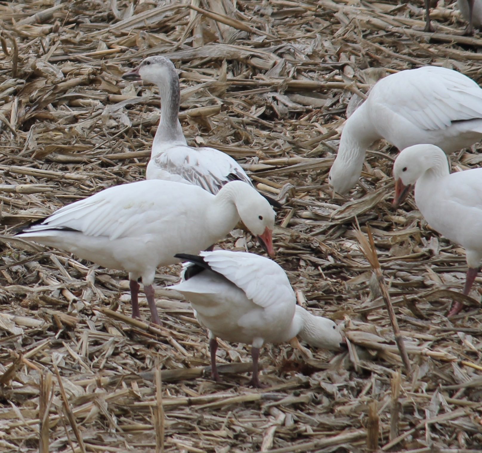 GreenWatch Sunday Morning TV Montezuma Snow The Public